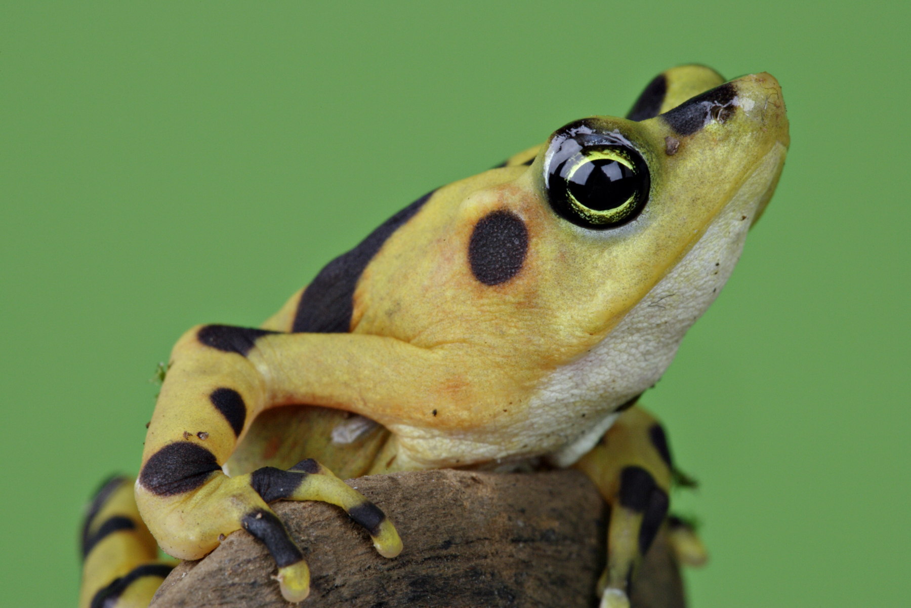 Panamanian golden frog | Amphibian Rescue and Conservation Project
