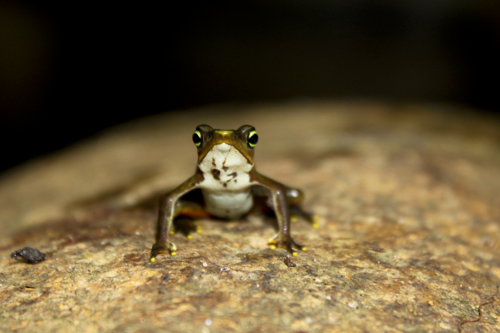 Limosa harlequin frog (Atelopus limosus)