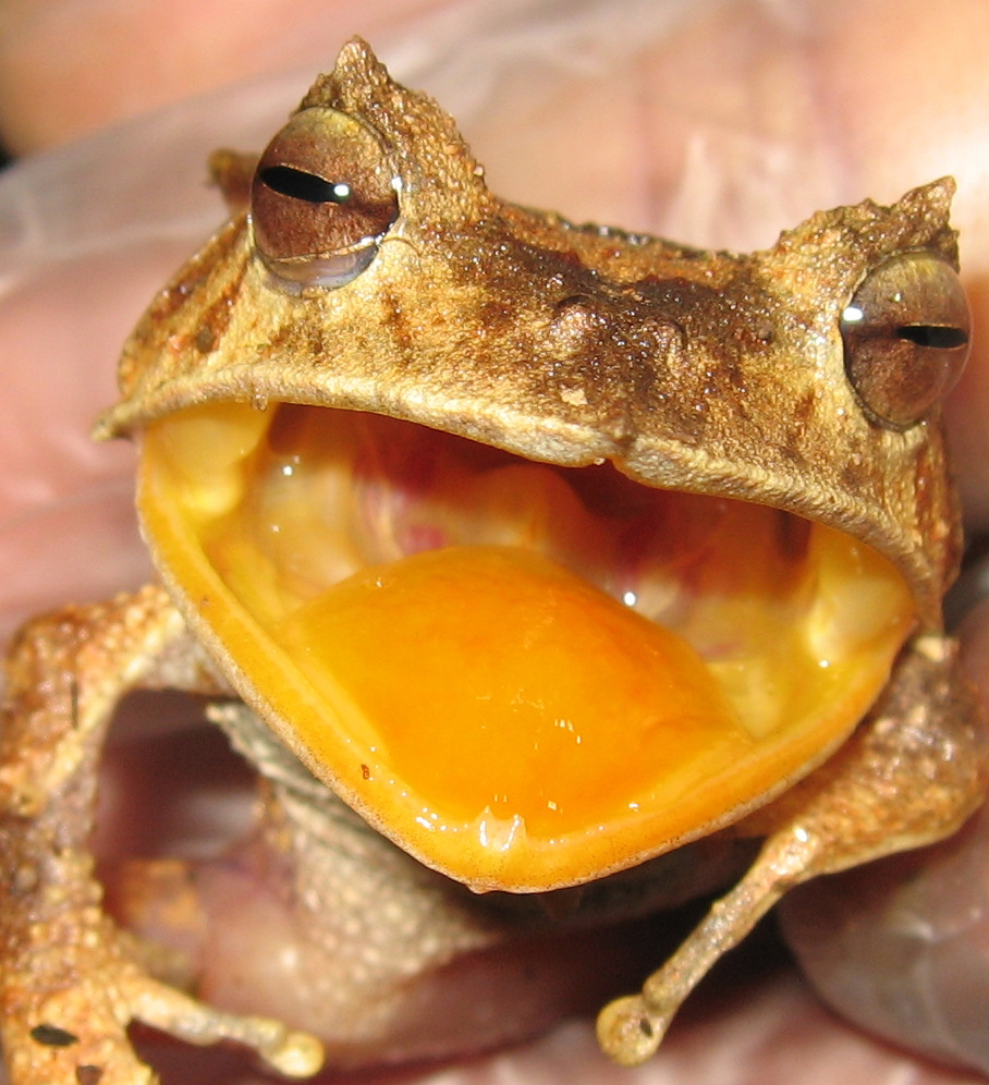 Banded horned tree frog (Hemiphractus fasciatus)