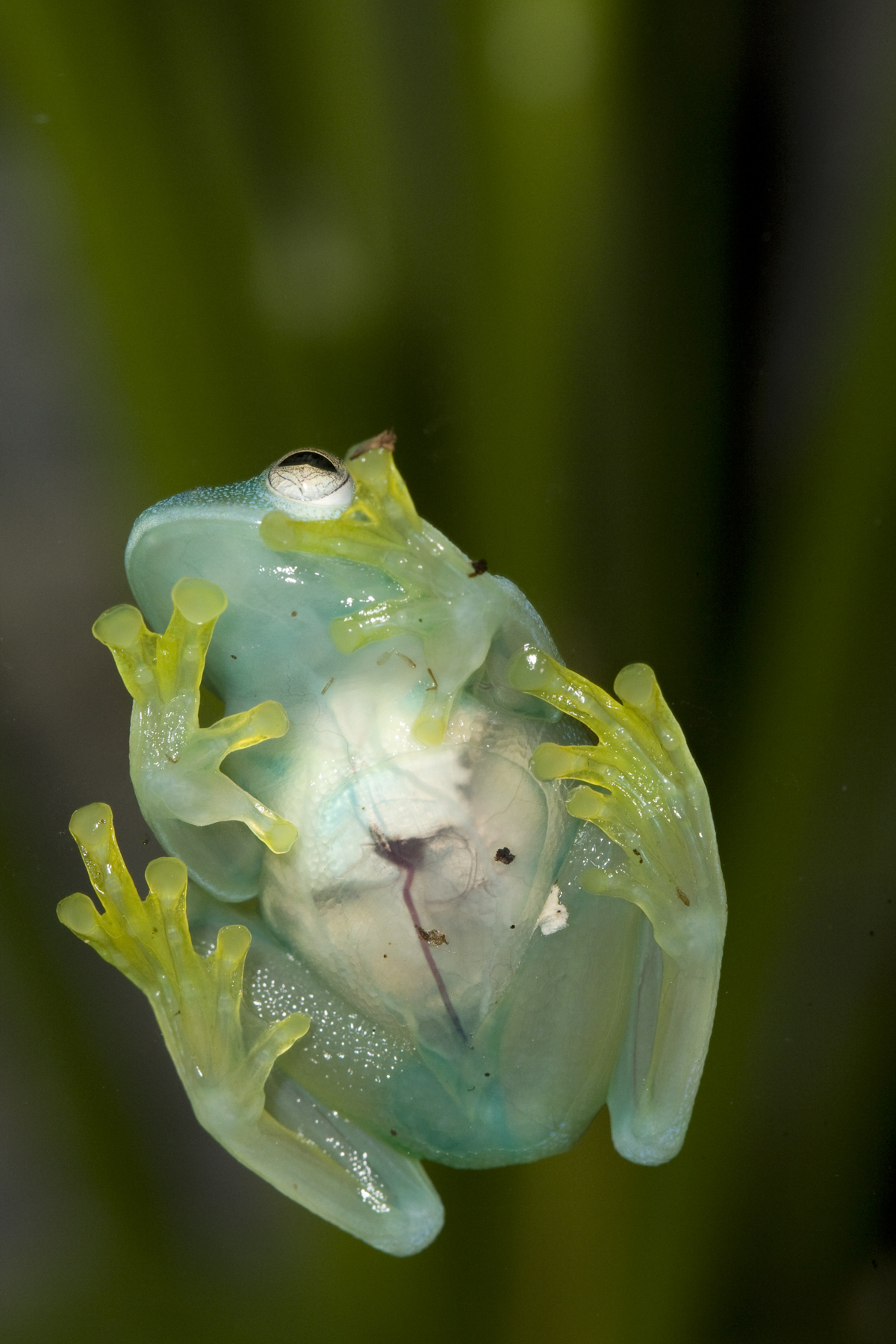 Frog glass