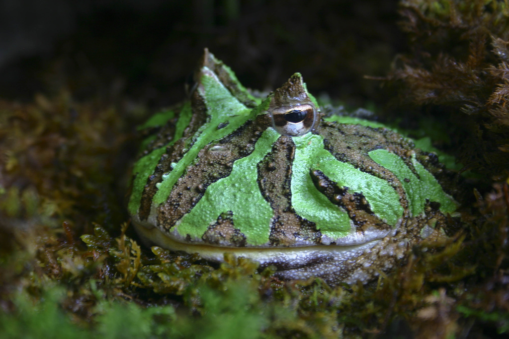 Ornate Horned Frog (Ceratophrys ornata)