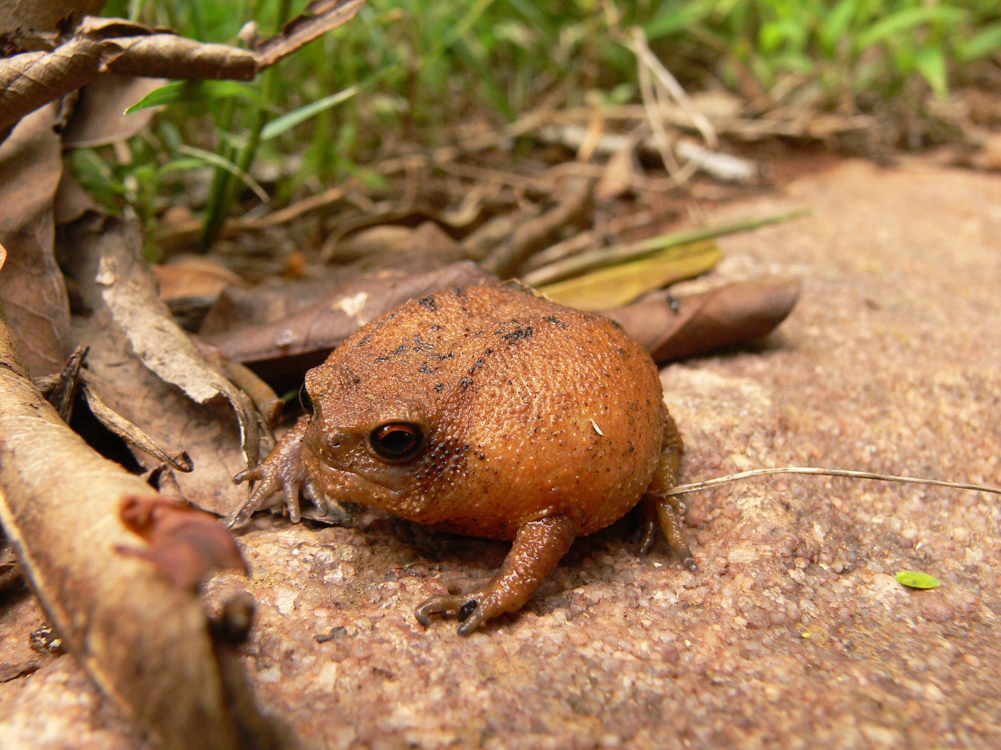 Forest rain frog (Breviceps sylvestris taeniatus)