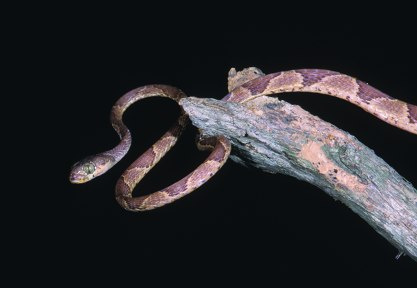 blunt-headed tree snake