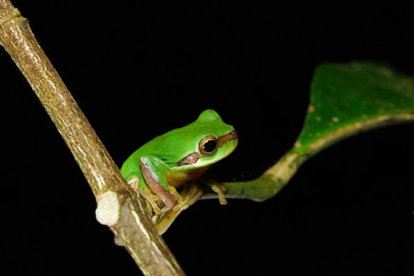 Common Chinese frog (Hyla chinensis)
