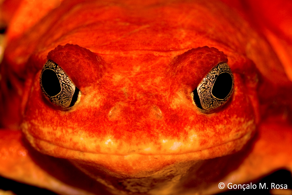 Tomato frog (Dyscophus antongilii)