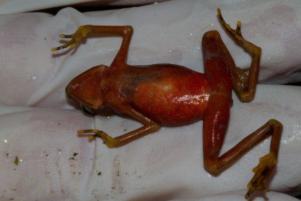 Chytrid infected frog