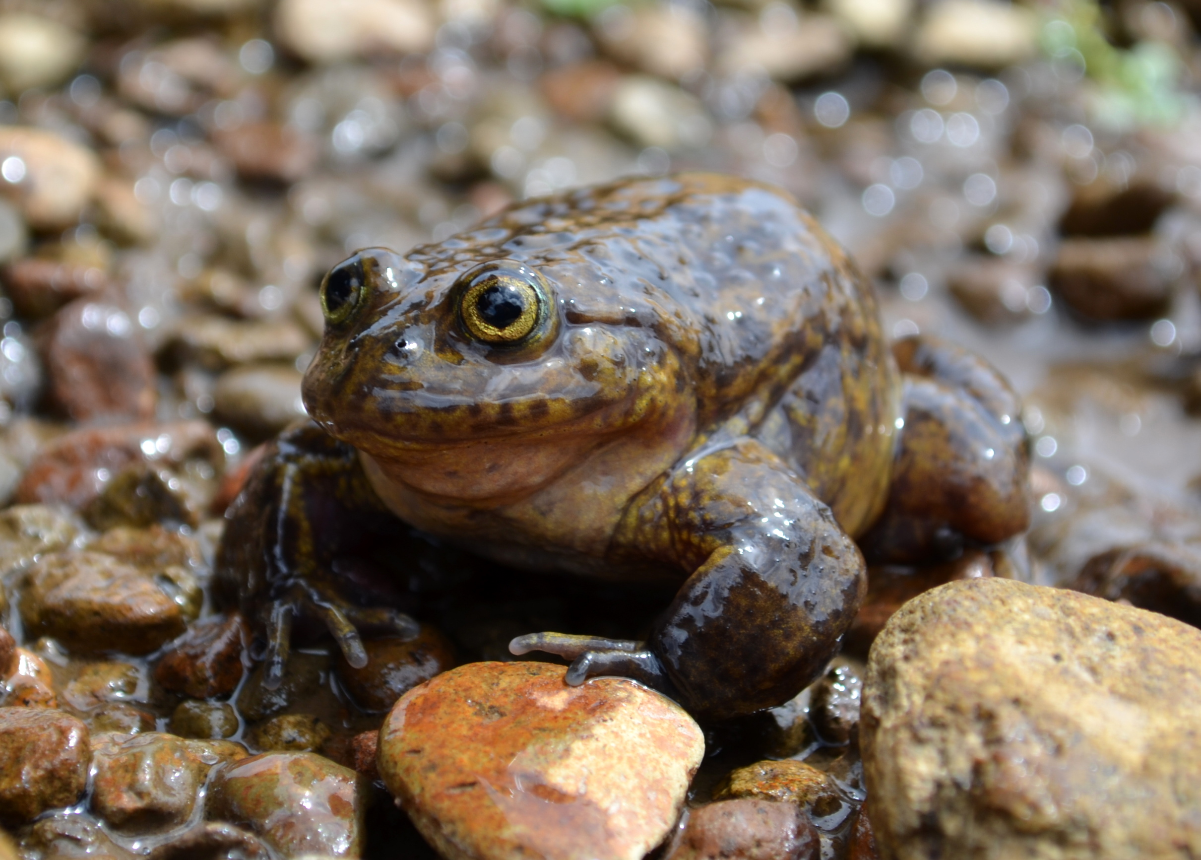 Acancocha water frog (Telmatobius jelskii)