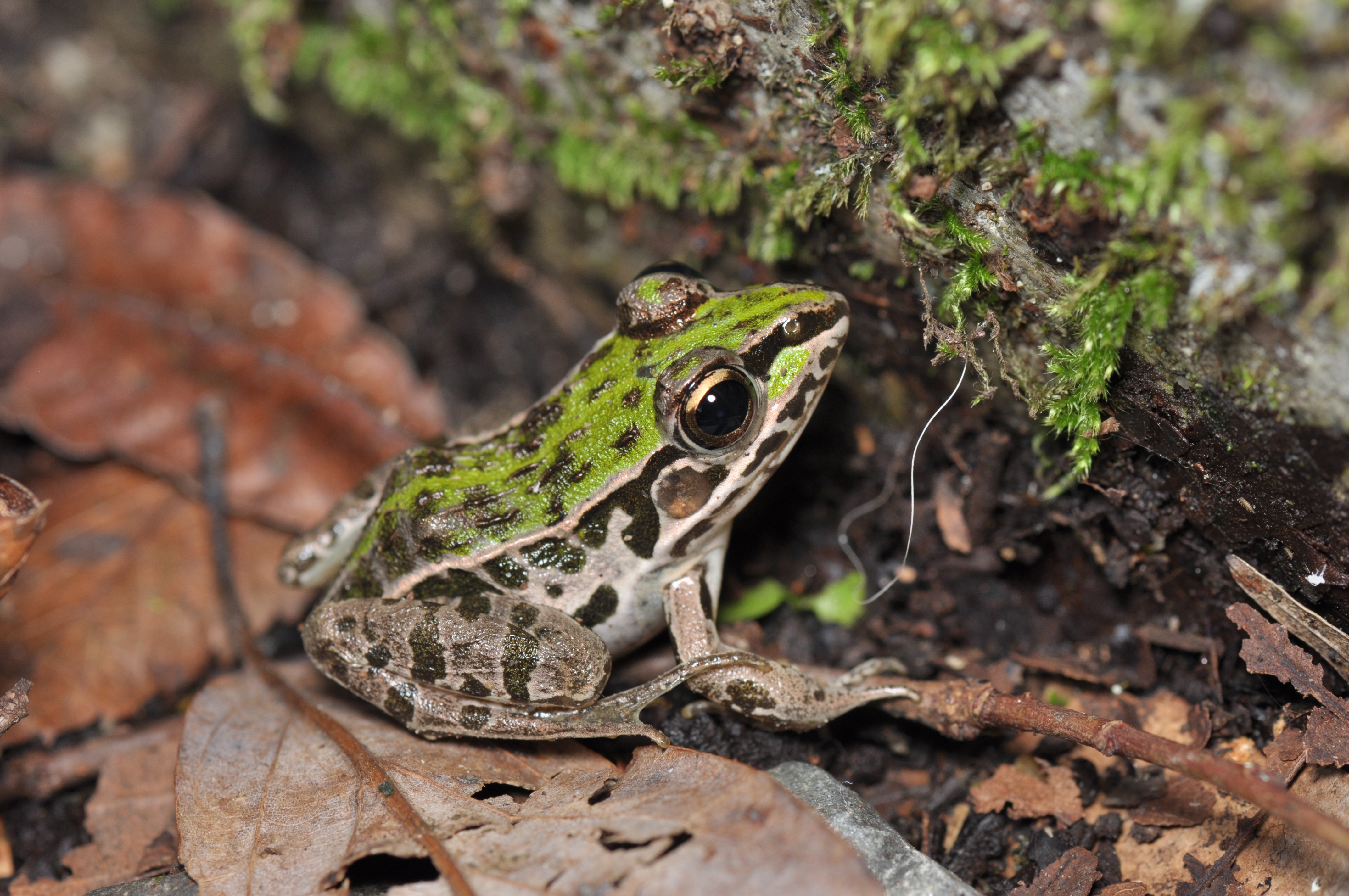 Dark-spotted frog (Rana nigromaculata)