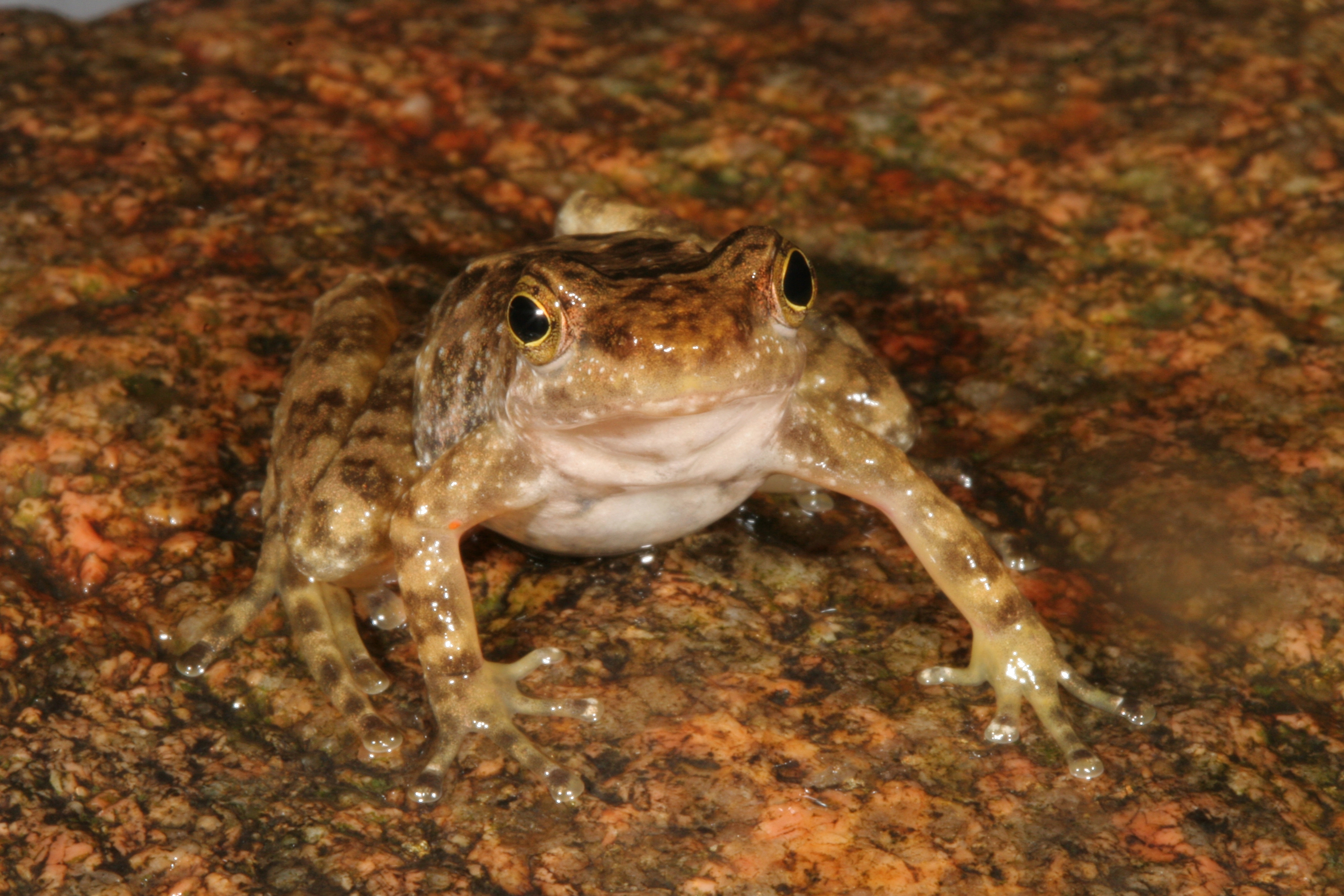 Eungella torrent frog (Taudactylus eungellensis)