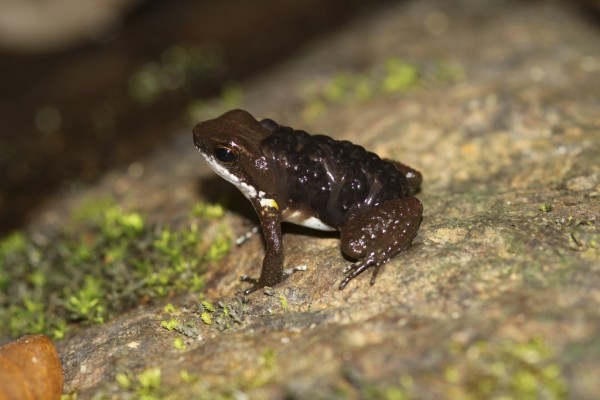 Panama poison dart frog (Colostethus panamensis)
