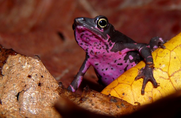 Pebas stubfoot toad (Atelopus spumarius)