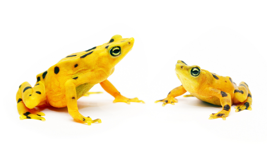Panamanian golden frogs