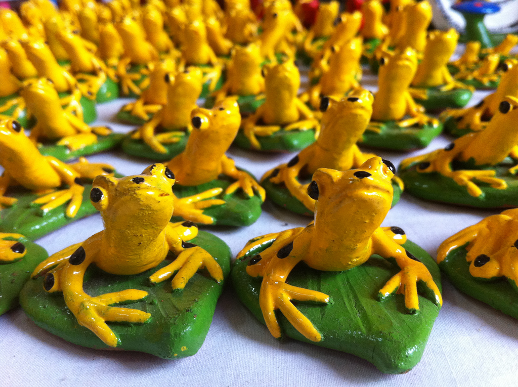 Golden frogs