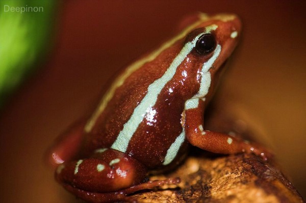 Phantasmal poison frog (Epipedobates tricolor)