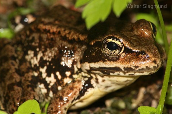Cascade frog (Rana cascadae)