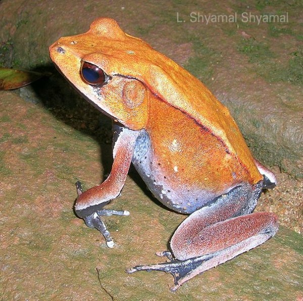Bicolored frog (Clinotarsus curtipes)