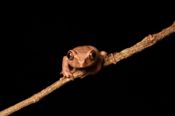 Gabon forest tree frog (Leptopelis aubryi)
