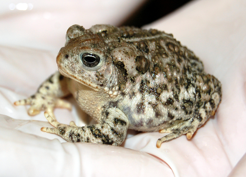 Wyoming toad
