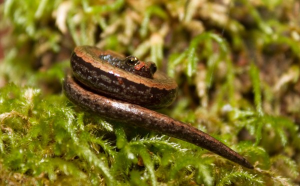 California slender salamander (Batrachoseps attenuatus)