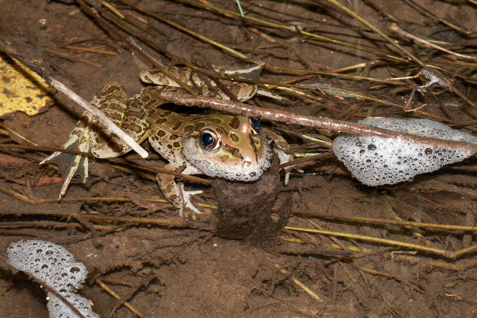 Lowland leopard frog (Lithobates yavapaiensis)
