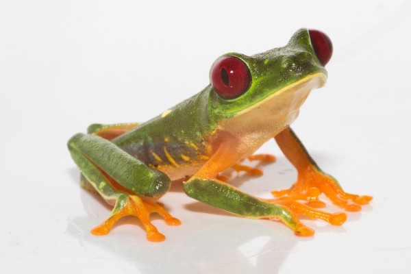 Red-eyed tree frog
