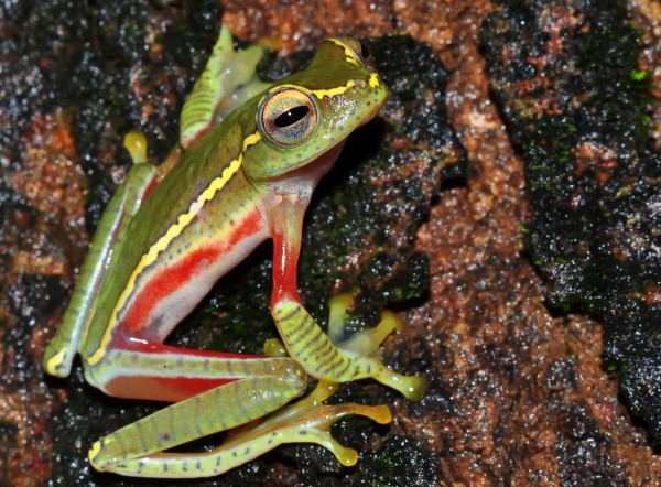 Small tree frog (Rhacophorus lateralis)