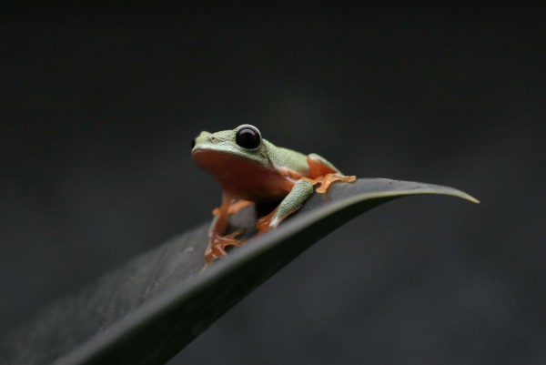 Morelet's tree frog (Agalychnis moreletii)