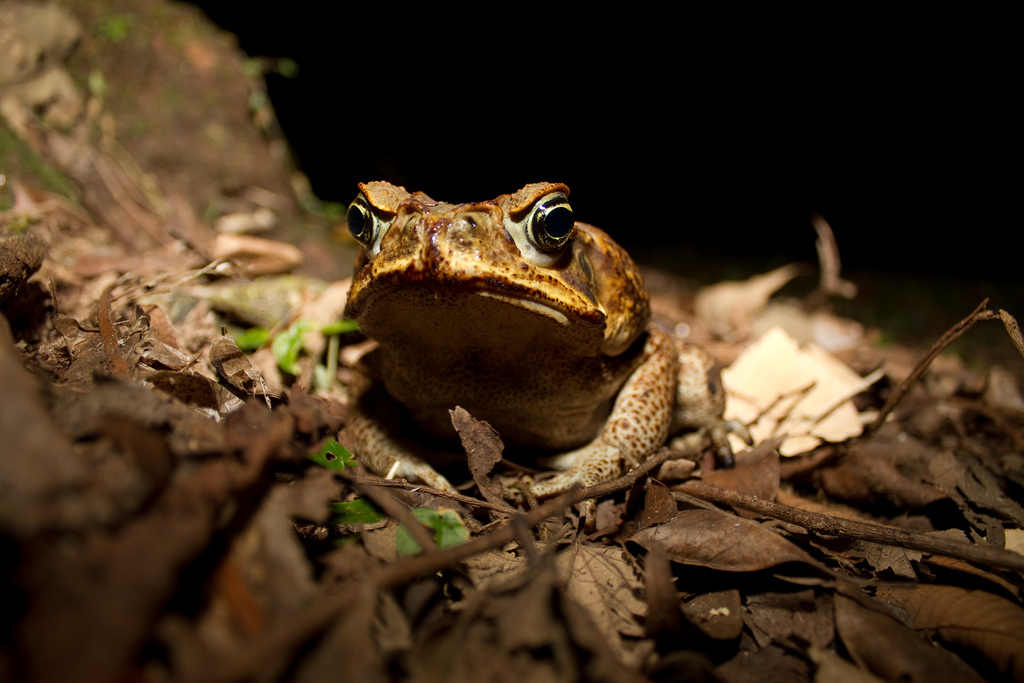 Cane toad (Rhinella marinus)
