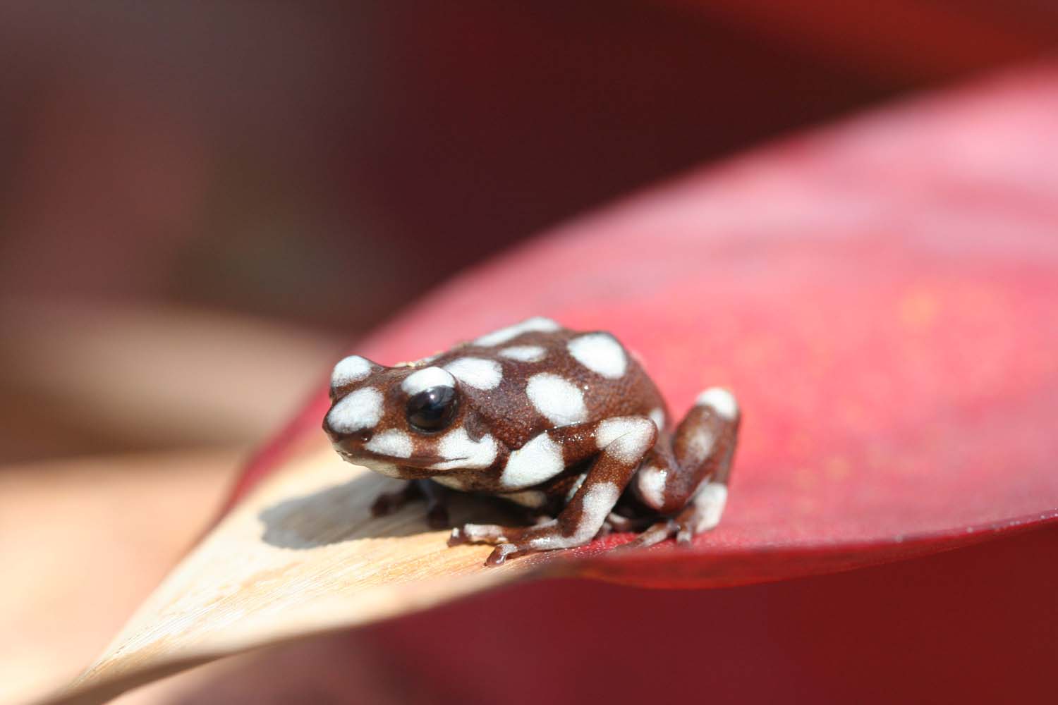 Marañón poison frog (Excidobates mysteriosus)