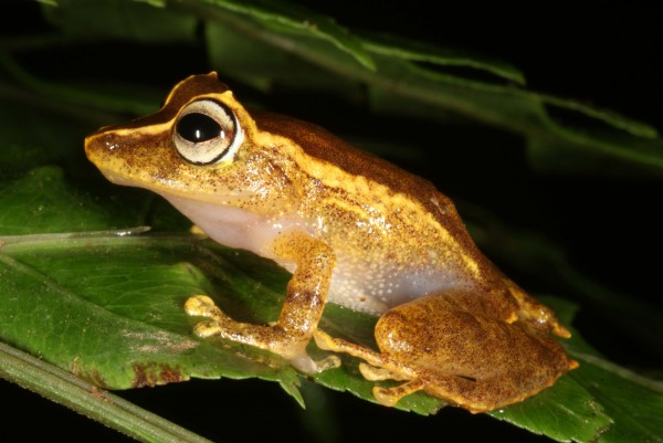 La Loma robber frog (Pristimantis caryophyllaceus)