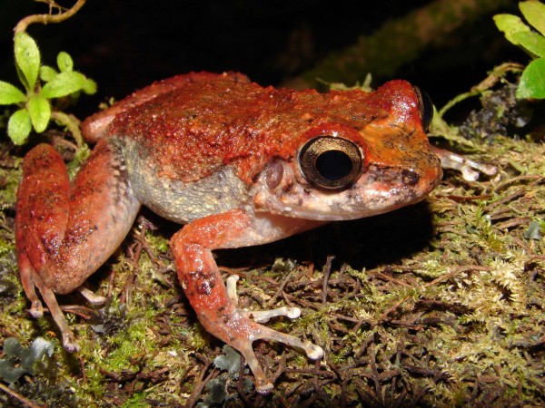 Turquino Robber Frog (Eleutherodactylus turquinensis )