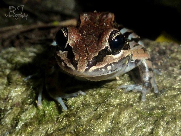 White-Lipped Frog- Leptodactylus albilabris Photo Credit: Billy Santiago  