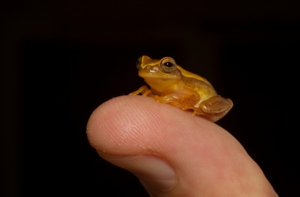 The yellow tree frog (Dendropsophus microcephalus)  Photo: Brian Gratwicke Smithsonian Conservation Biology Institute