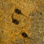 Atelopus certus tadpoles (captive-bred)