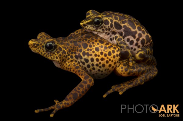 Atelopus certus, thought to be a species susceptible to Bd. Photo (c) Joel Sartore