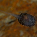 Atelopus glyphus tadpole