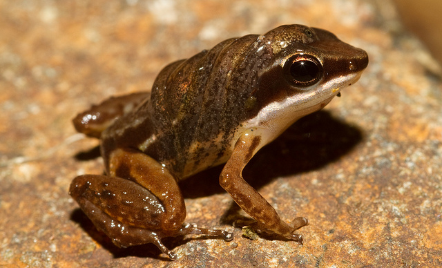 Cute frog of the week: Yellow Treefrog (Dendropsophus