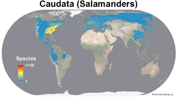 Appalachia is a global salamander biodiversity hotspot (Source: http://www.biodiversitymapping.org/amphibians.htm)
