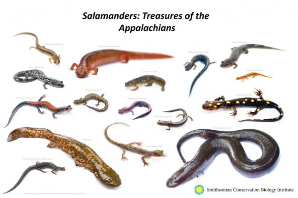 appalachian salamanders