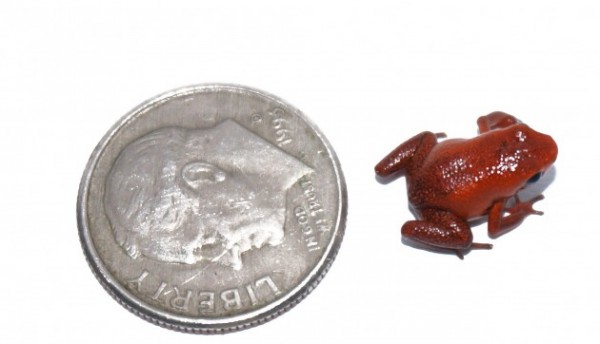 The first captive-bred Andinobates geminisae at the Gamboa Amphibian Research and Conservation Center at the Smithsonian Tropical Research Institute.