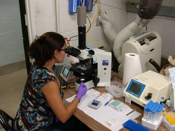 Gina Della Togna in the lab. (Photo by Brian Gratwicke)