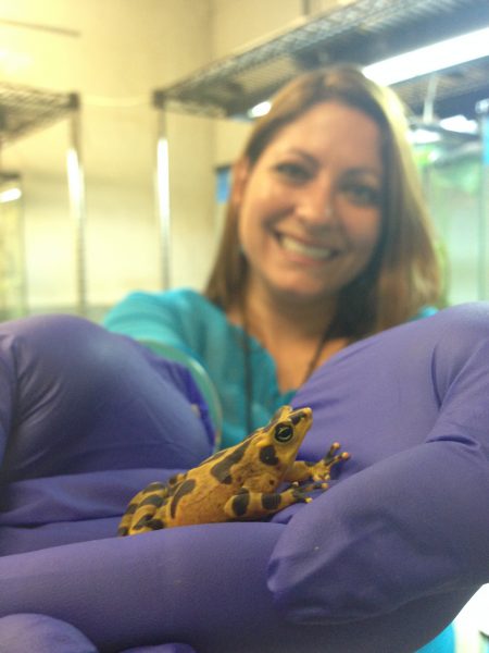 Gina Della Togna with a Panamanian golden frog, a beloved species at the center of her research. (Photo by Pei-Chih Lee, Smithsonian Conservation Biology Institute)