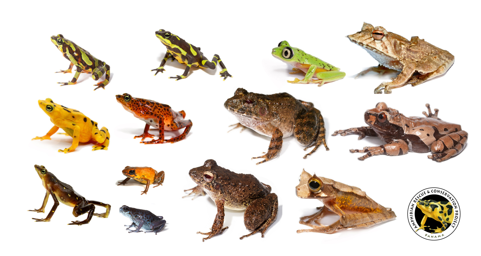 About | Amphibian Rescue and Conservation Project
