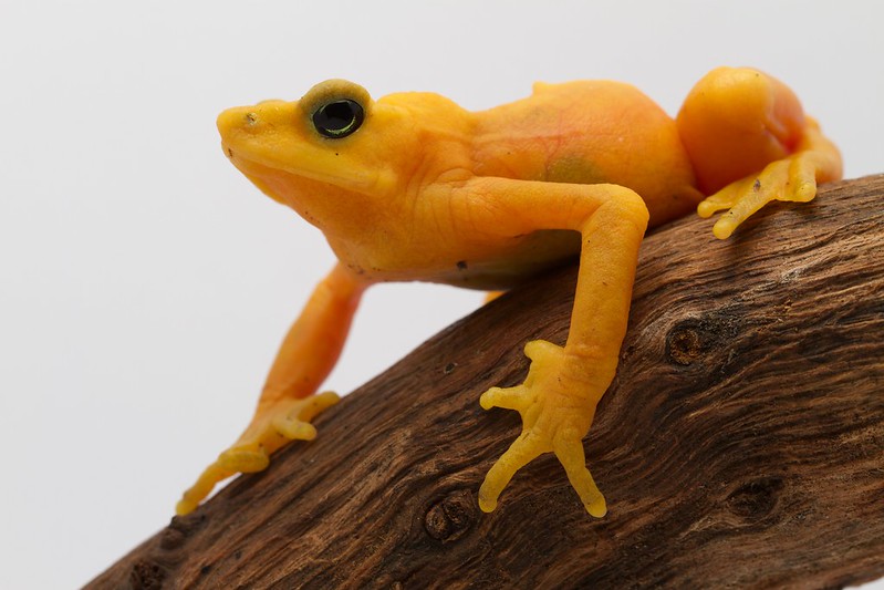 Amphibian Rescue and Conservation Project | A project to save Panama's  incredible frogs and salamanders
