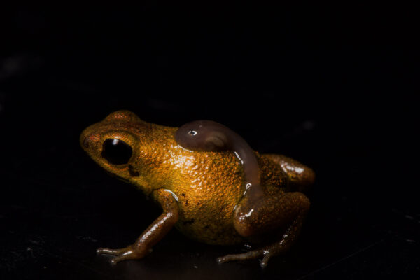 Small red poison dartfrog called Andinobates geminisae carrying a tadpole on his back