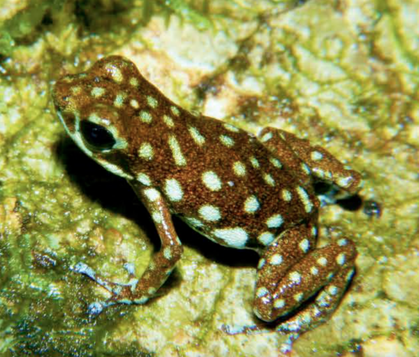 Small brown poison dart frog covered with with pale yellow dots