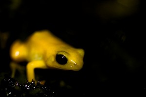 golden mantella frog