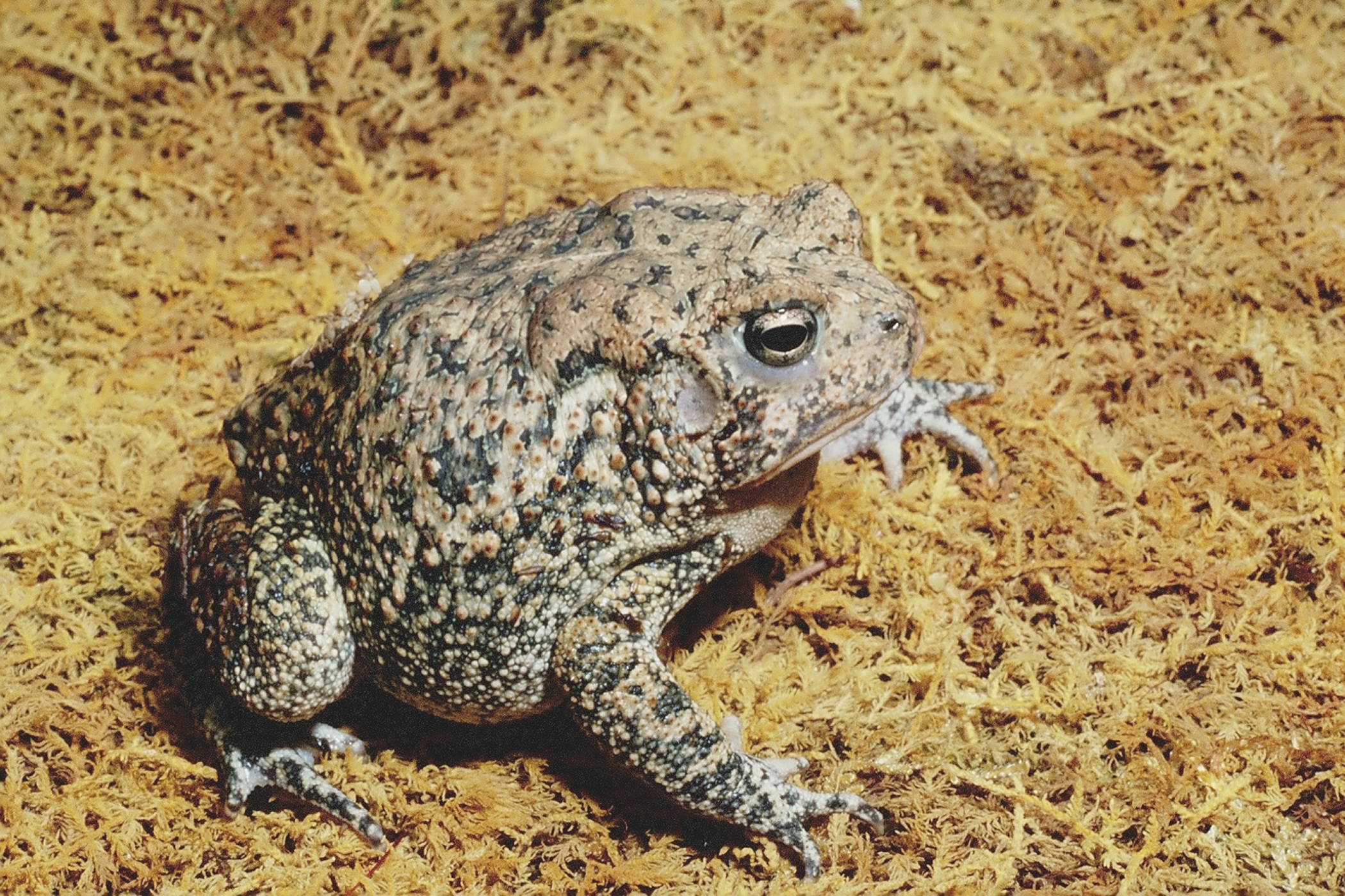 Adult Houston Toad