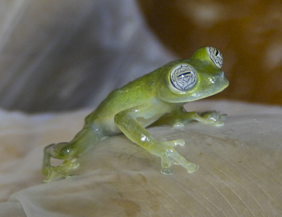 Ghost glass frog (Centrolene ilex)