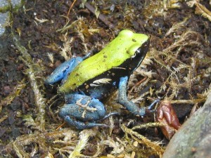 Black-eared Mantella froglets bred at Cheyenne Mountain Zoo